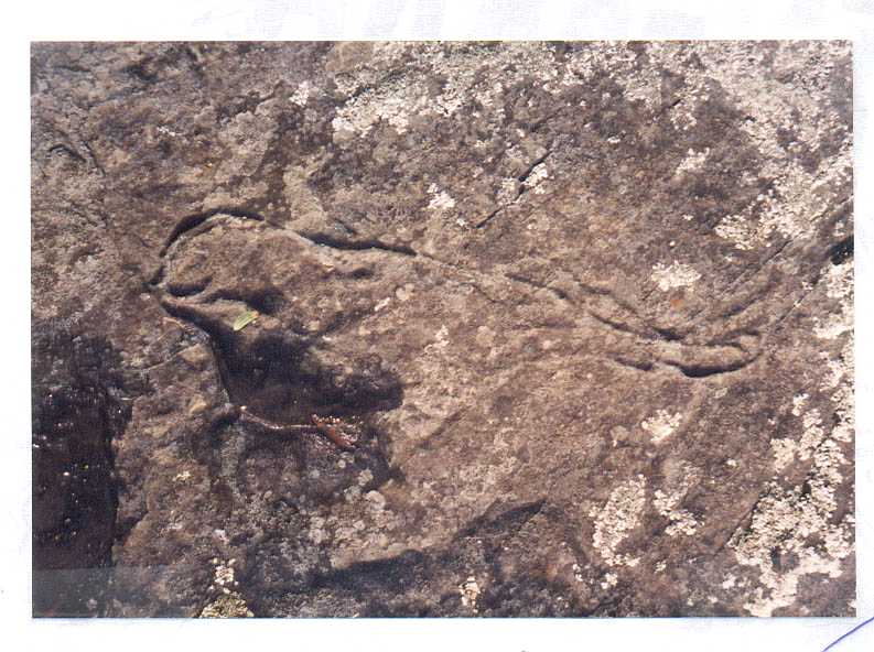 Rock Art Tiagarra Culture Centre Devonport Australia