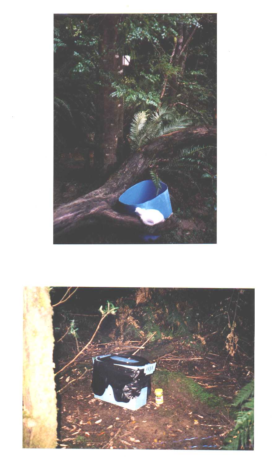 "The Groover" Franklin River Tasmania Australia