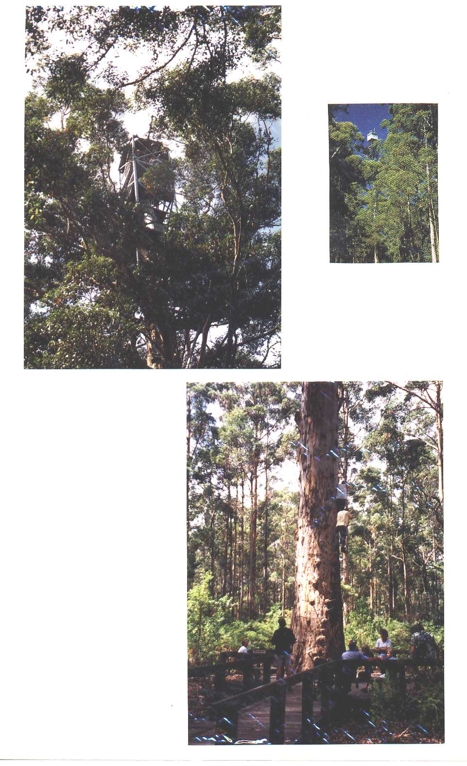 Gloucester Tree Pemberton Australia
