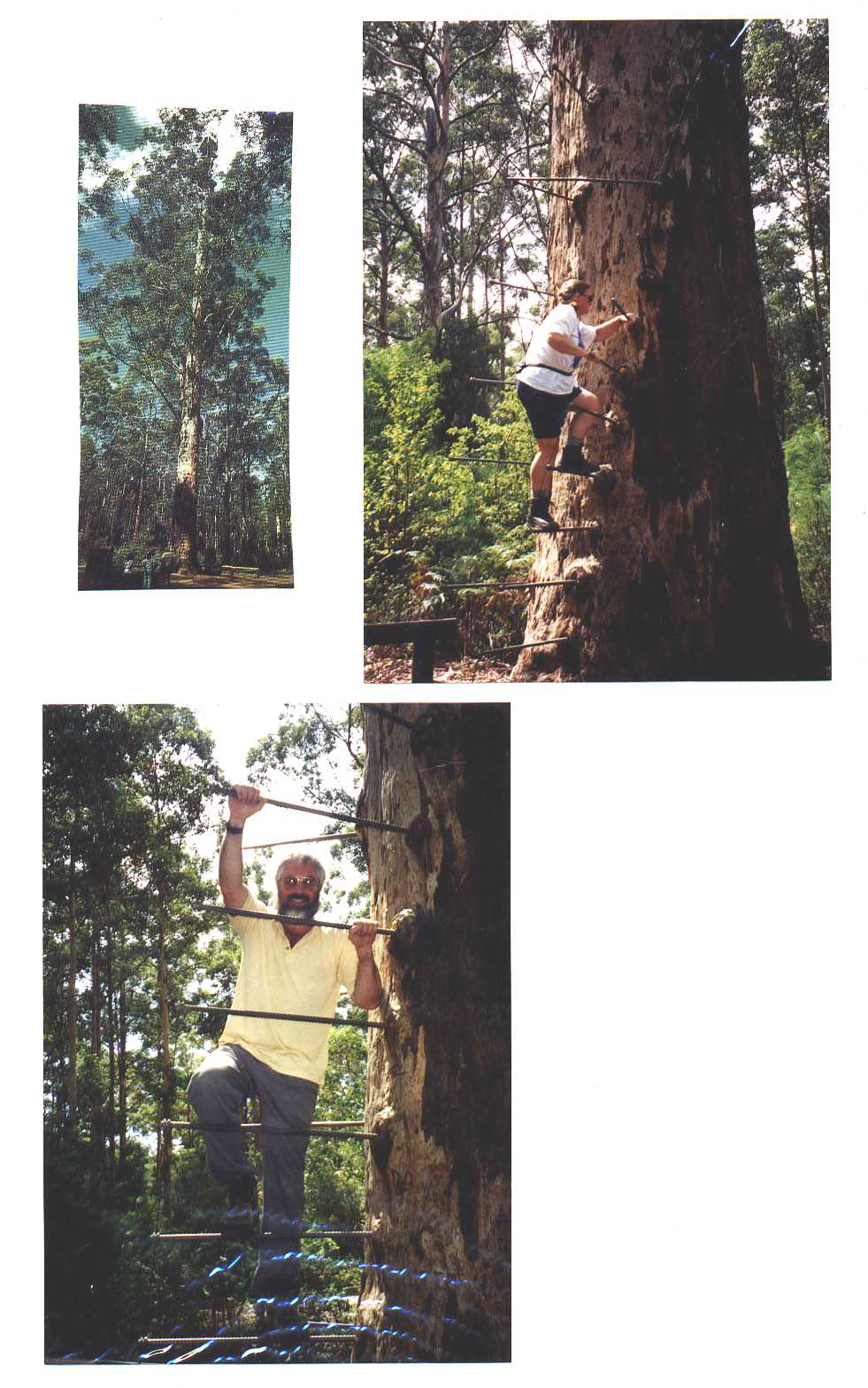Gloucester Tree Pemberton Australia