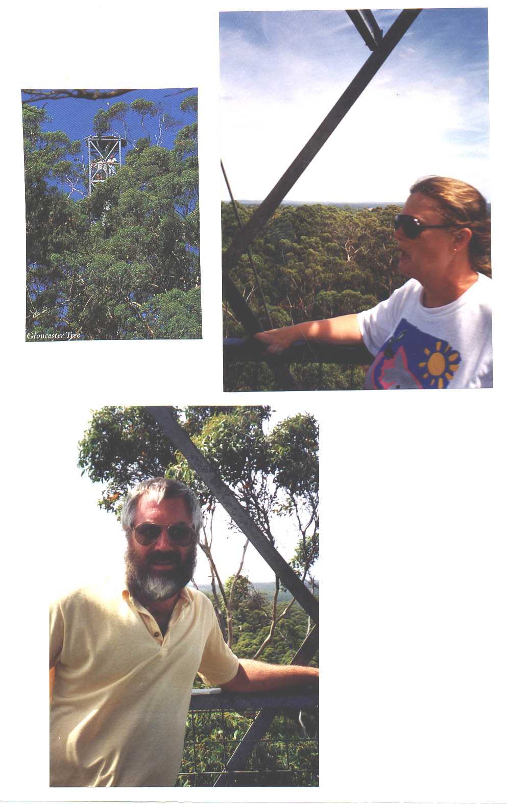 Gloucester Tree Pemberton Australia