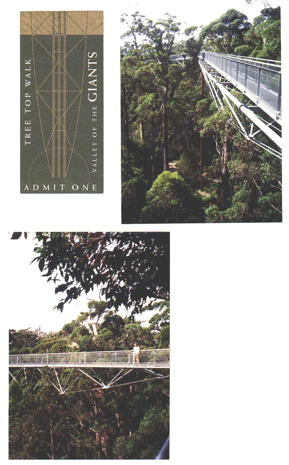 Valley of the Giants Park Western Australia