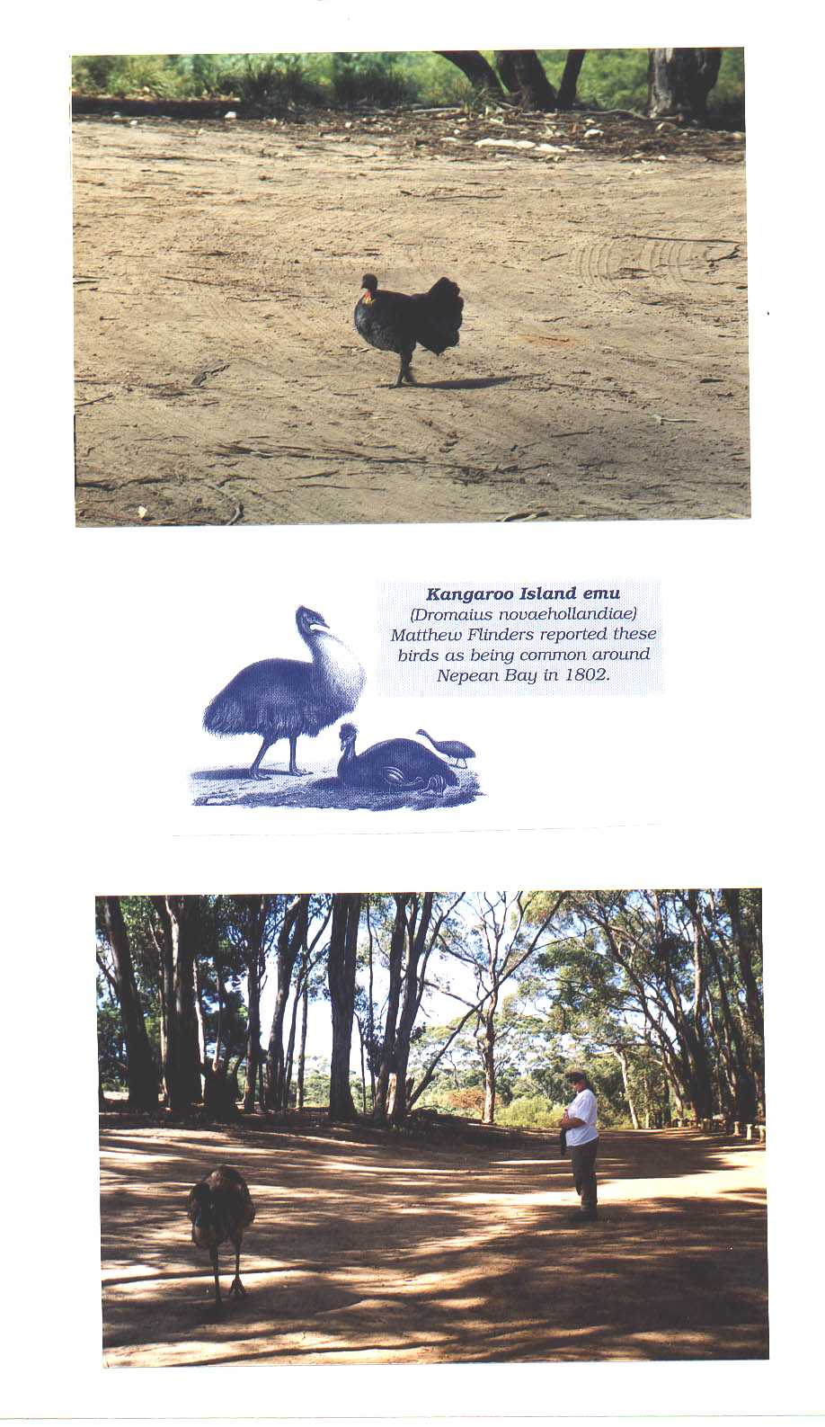 Kangaroo Island Australia