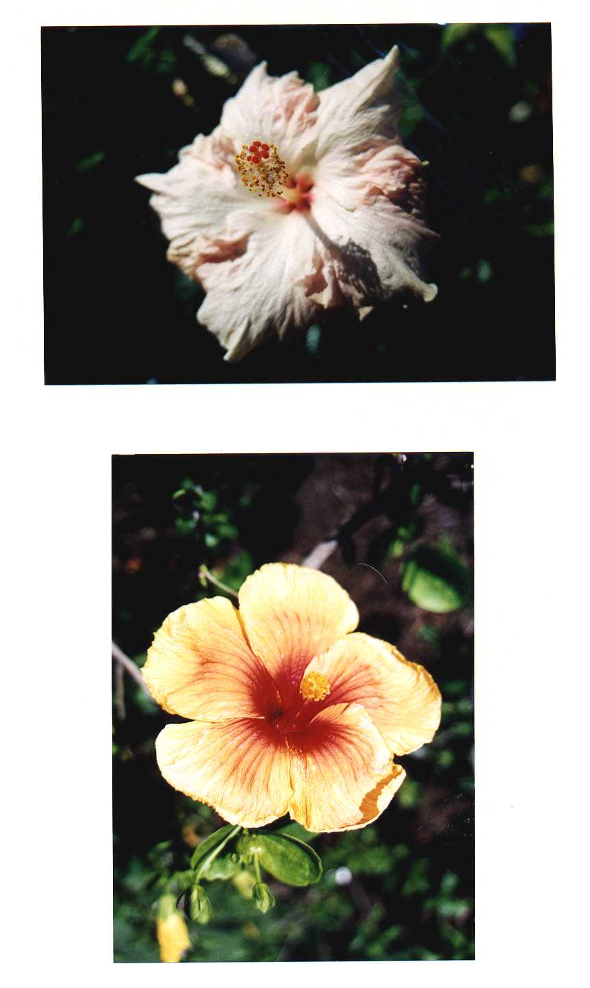 Botanical Gardens Brisbane Australia