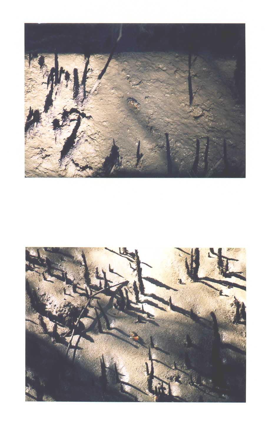 Botanical Gardens Brisbane Australia