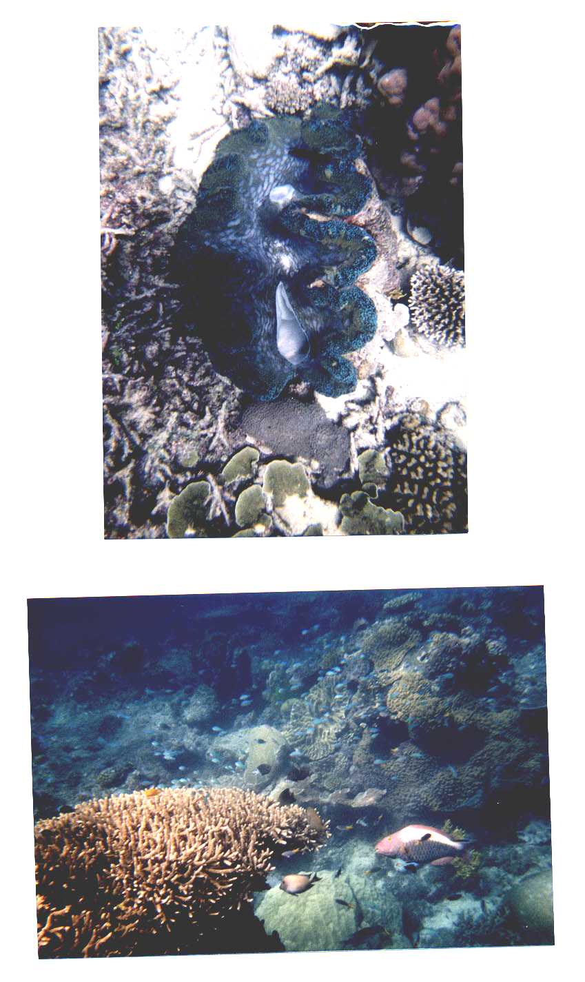 Great Barrier Reef Australia