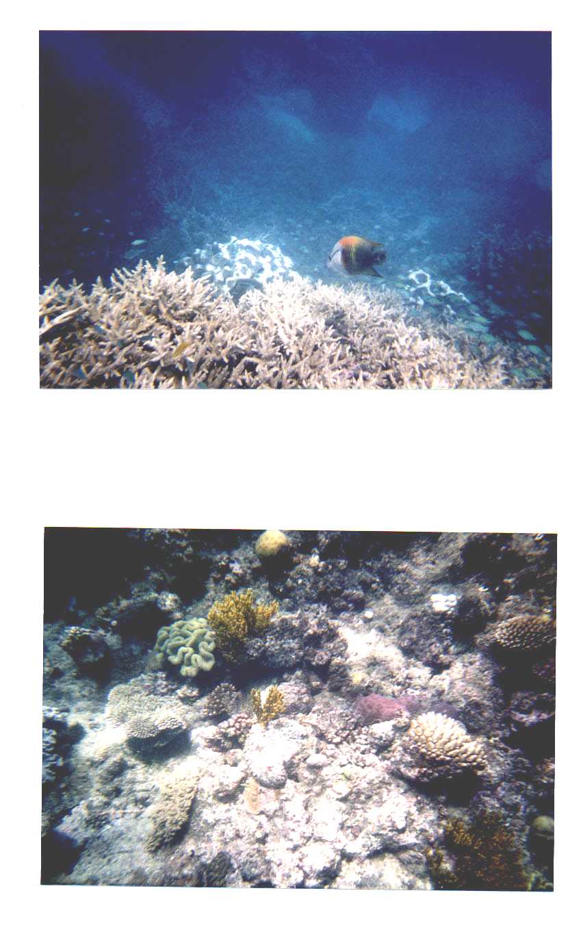 Great Barrier Reef Australia