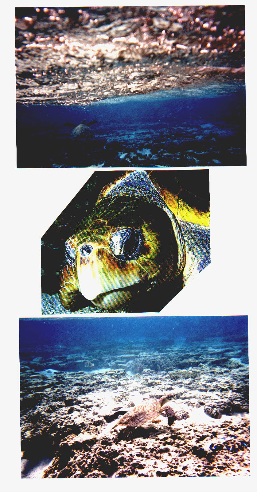 Lady Elliot Island Queensland Australia