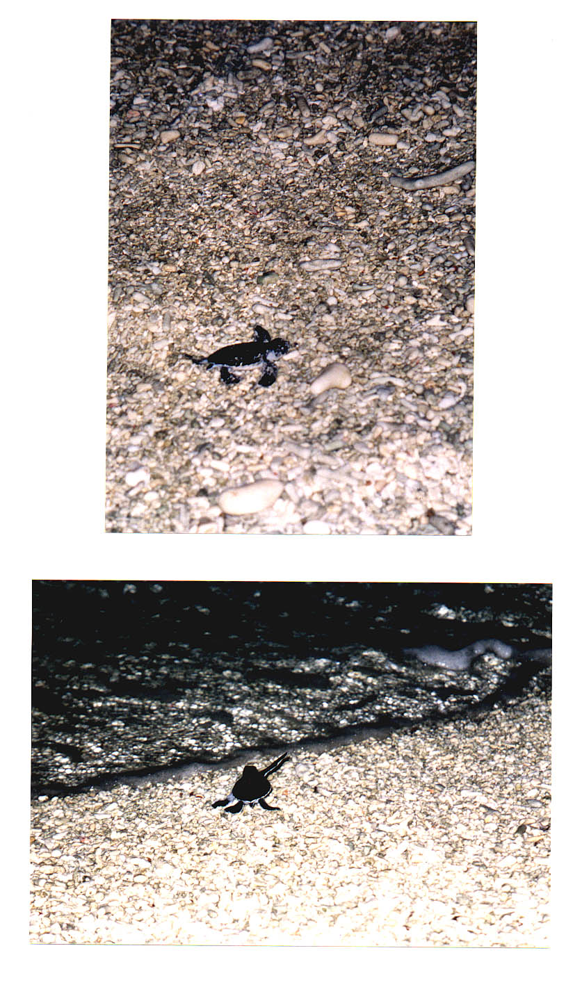 Lady Elliot Island Queensland Australia