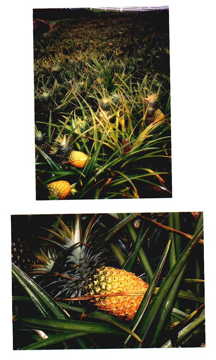 Road to Maroochydore Australia