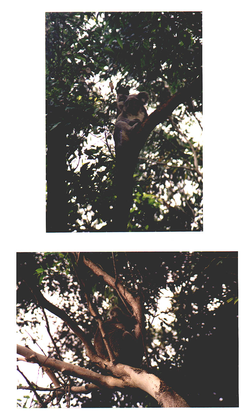 Koala Hospital Port MacQuarie Australia