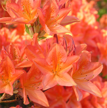 Christchurch Botanic Gardens