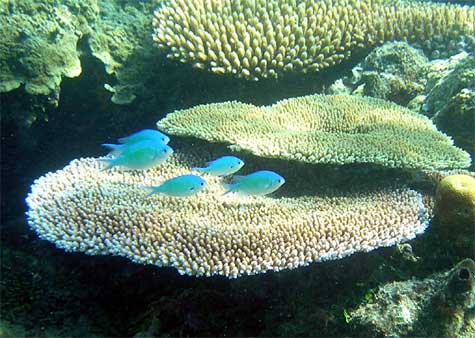 Snorkling off Octopus Resort's beach