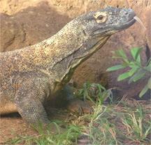 Komodo dragon at Honolulu Zoo