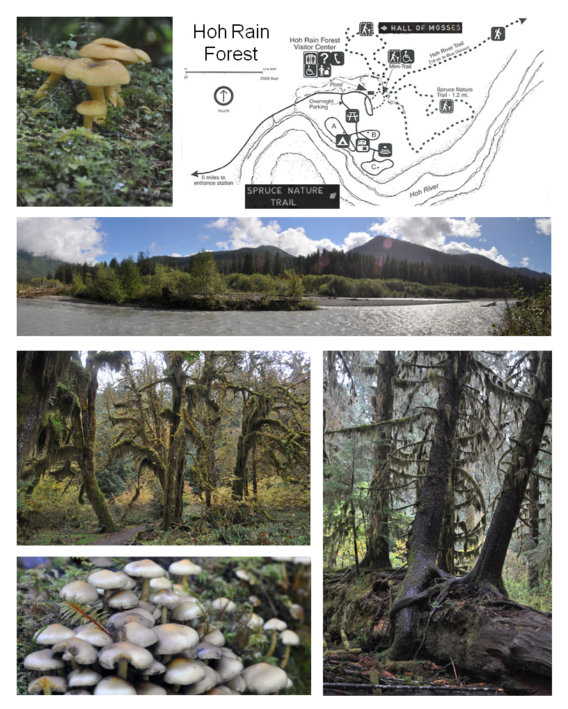 Hoh Rain Forest, Olympic NP