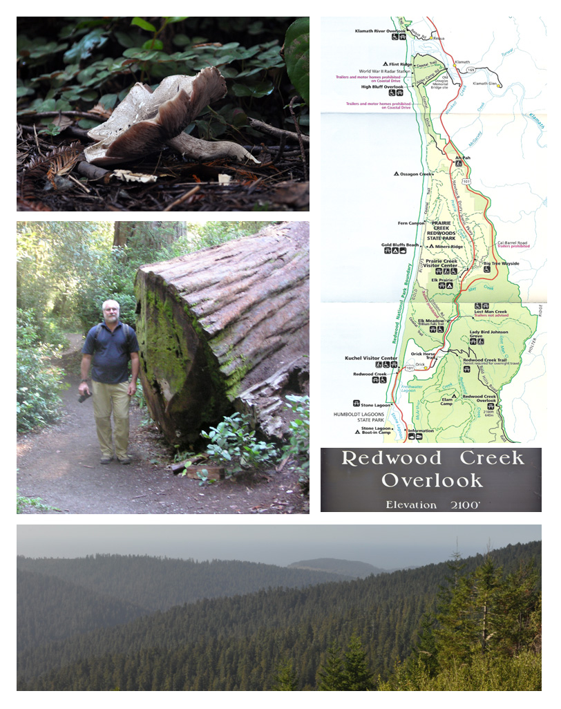 Redwood National Park
