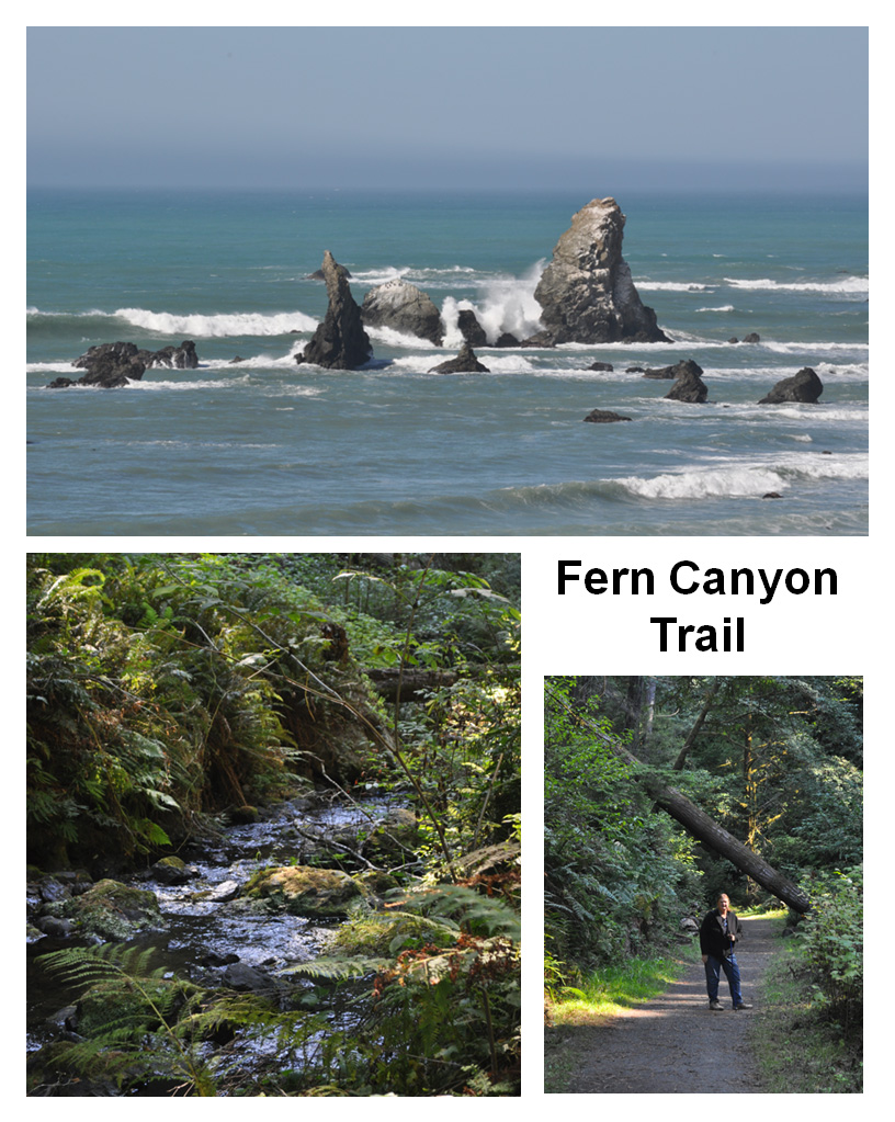 Fern Canyon Trail