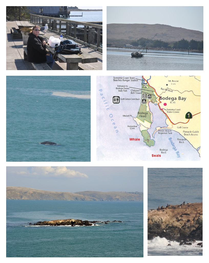 Bodega Bay