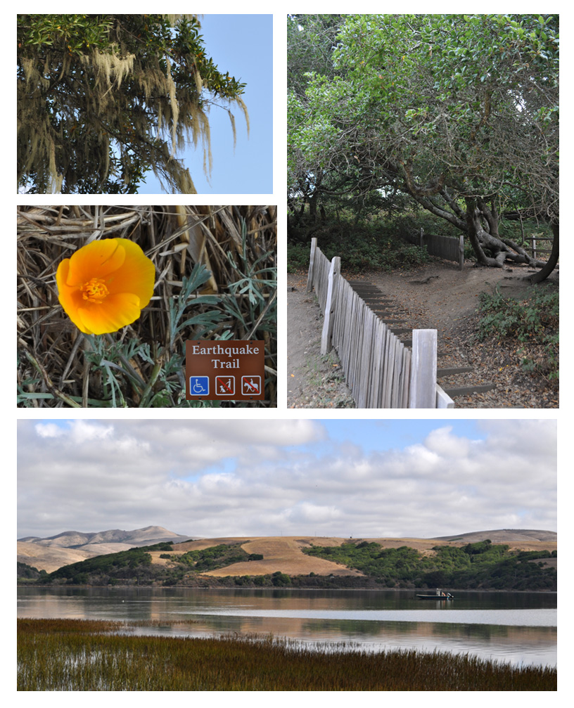 Earthquake Trail, Point Reyes National Seashore
