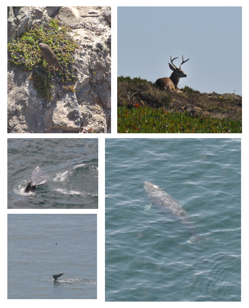 Point Reyes National Seashore