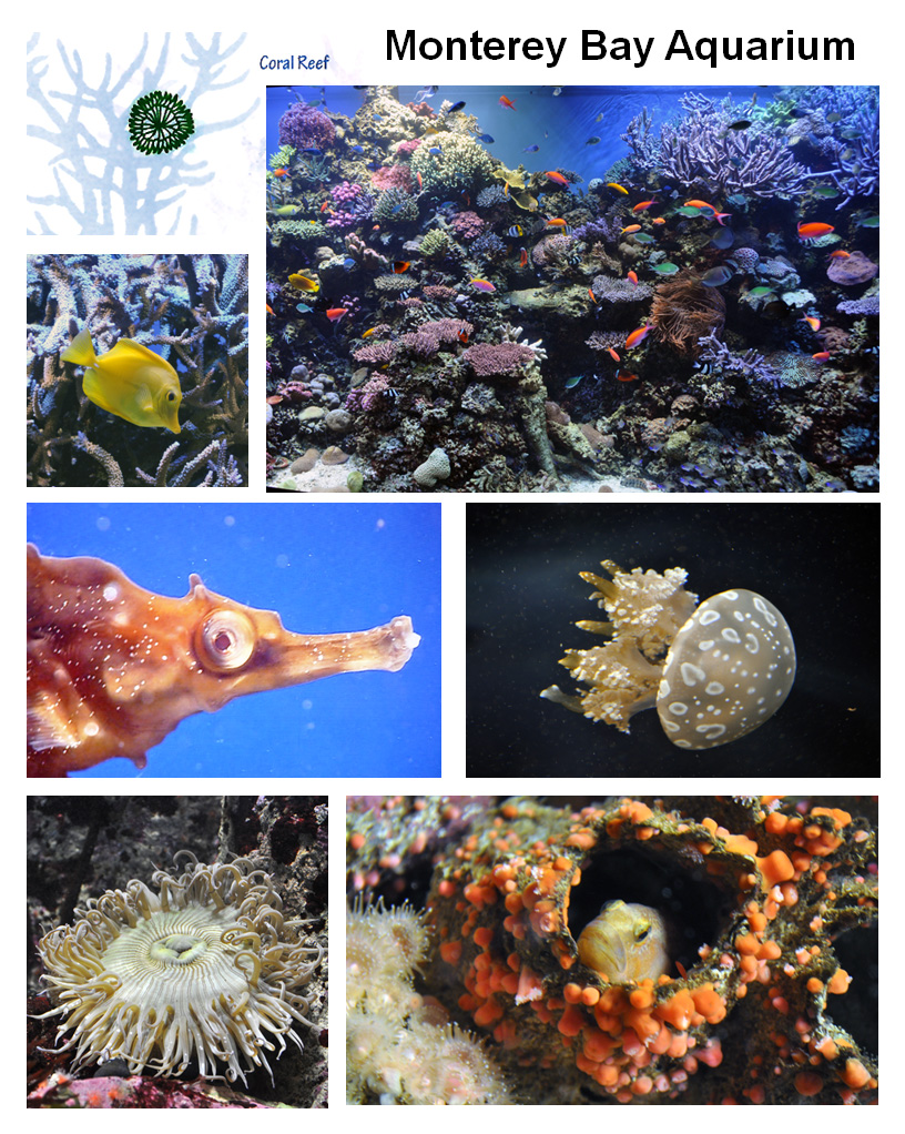 Monterey Bay Aquarium