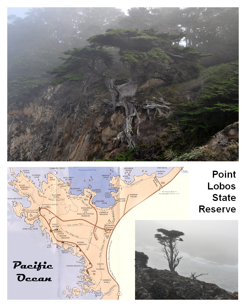 Point Lobos State Reserve, California